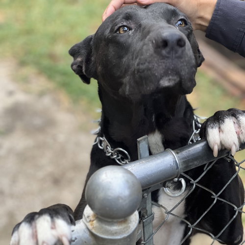 NYX - Pit Bull Terrier available for adoption