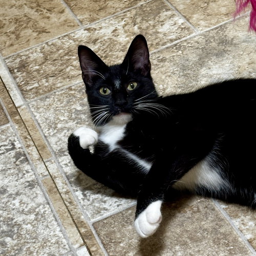 TOFFE-TASTIC - Domestic Short Hair available for adoption