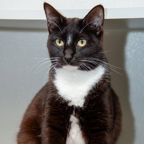 TOFFE-TASTIC - Domestic Short Hair available for adoption