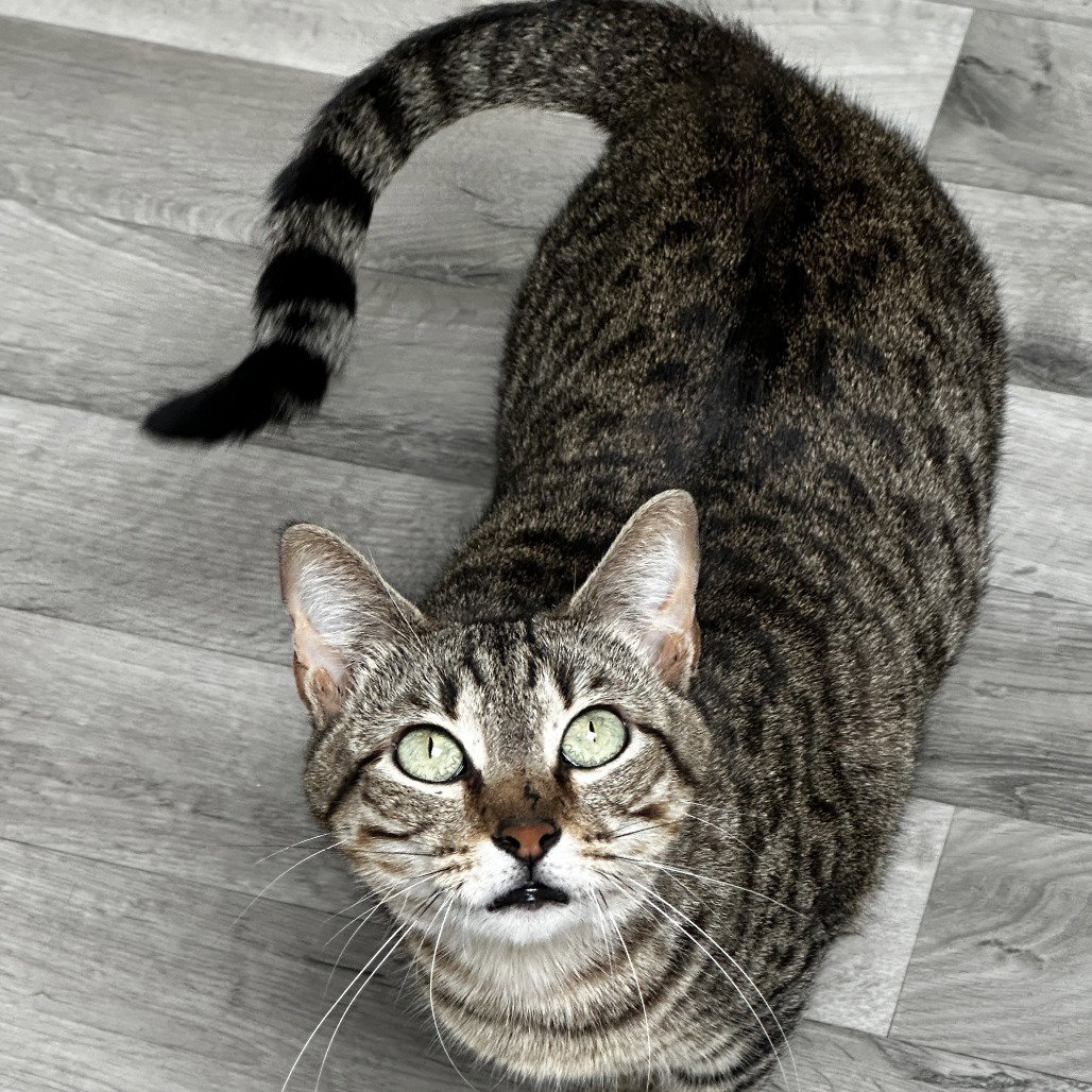 Lucy Image