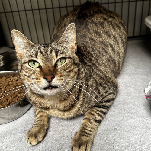 LUCY - Domestic Short Hair available for adoption