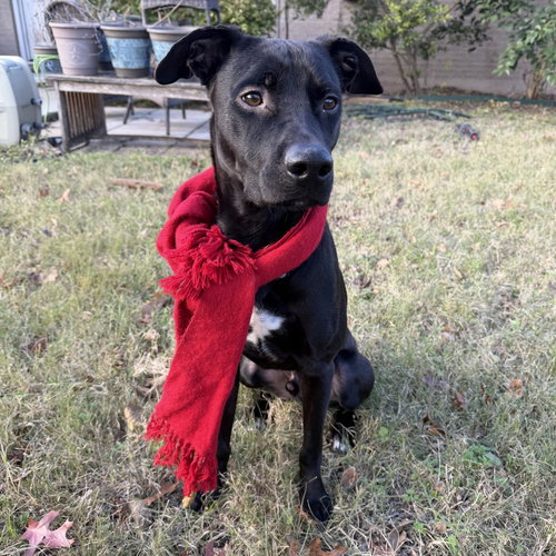 BOO - Black Labrador Retriever available for adoption