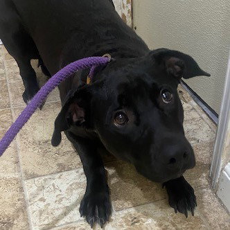 BOO - Black Labrador Retriever available for adoption