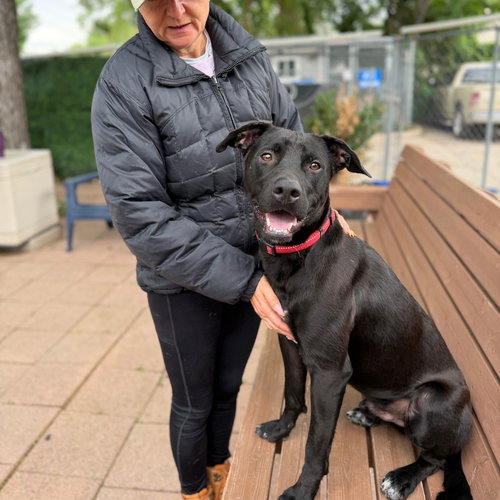 Boo, an adoptable Black Labrador Retriever in Dallas, TX