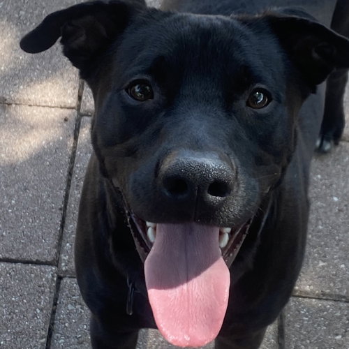 BOO - Black Labrador Retriever available for adoption
