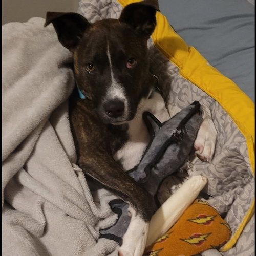 JACK BARKLEY - Pit Bull Terrier for adoption in Richardson