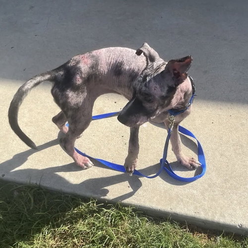 MAXINE - Terrier available for adoption