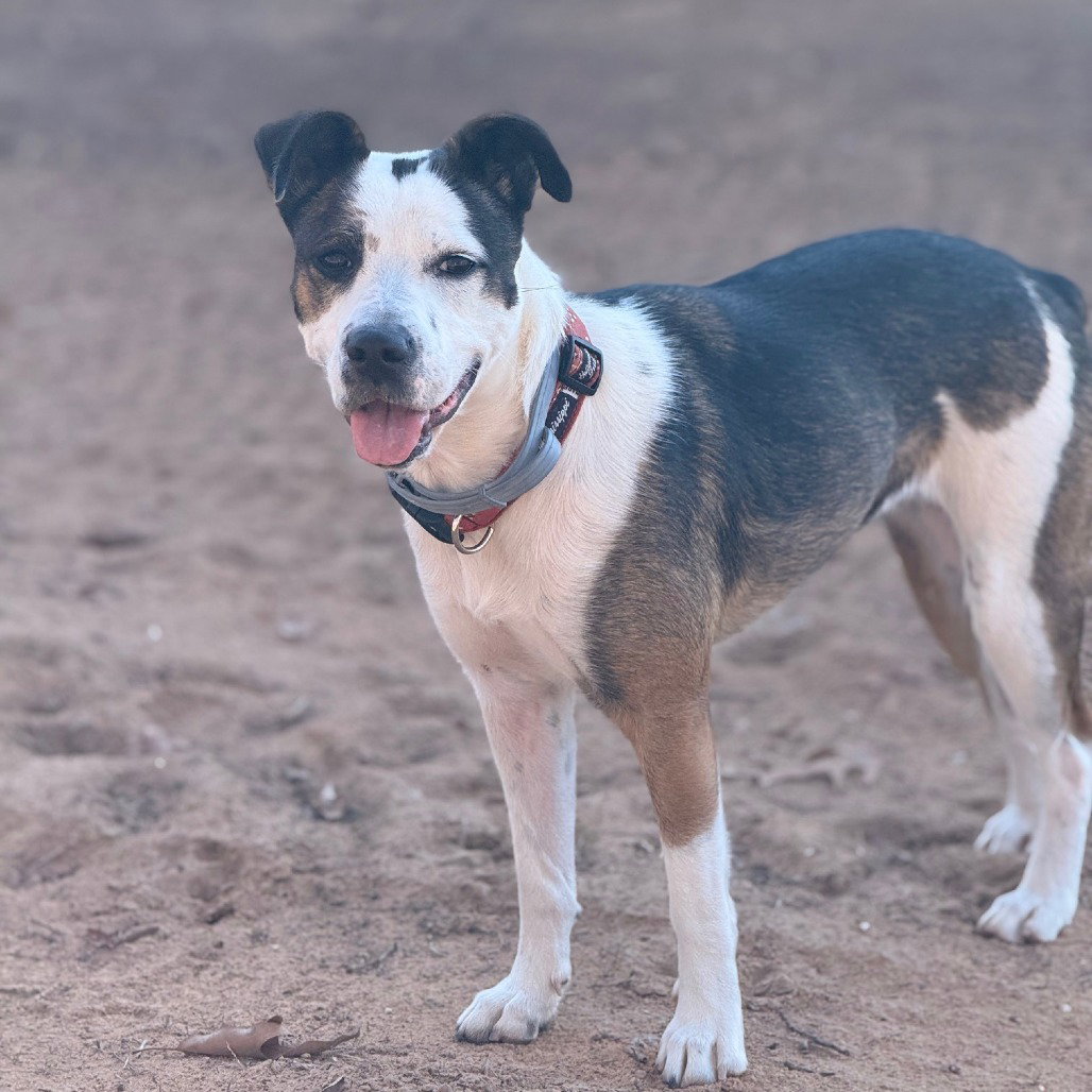 Maggie Image