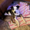 Maggie - Photo 4