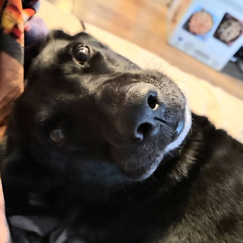 LUNA BELL - German Shepherd Dog for adoption in Richardson