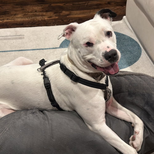 RANDY - Pit Bull Terrier available for adoption
