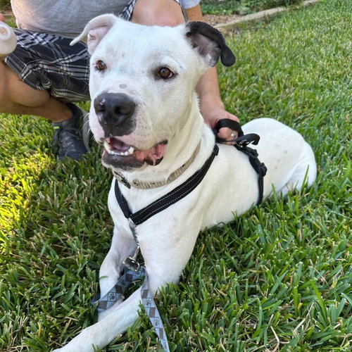 RANDY - Pit Bull Terrier available for adoption