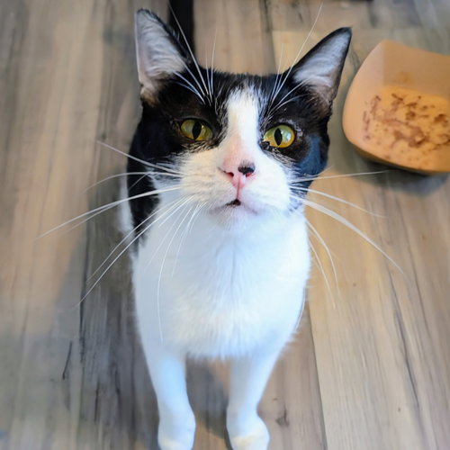 MATCHA - Domestic Short Hair available for adoption