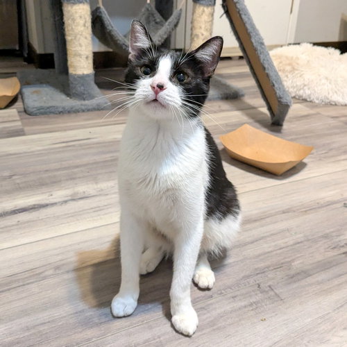 MATCHA - Domestic Short Hair available for adoption