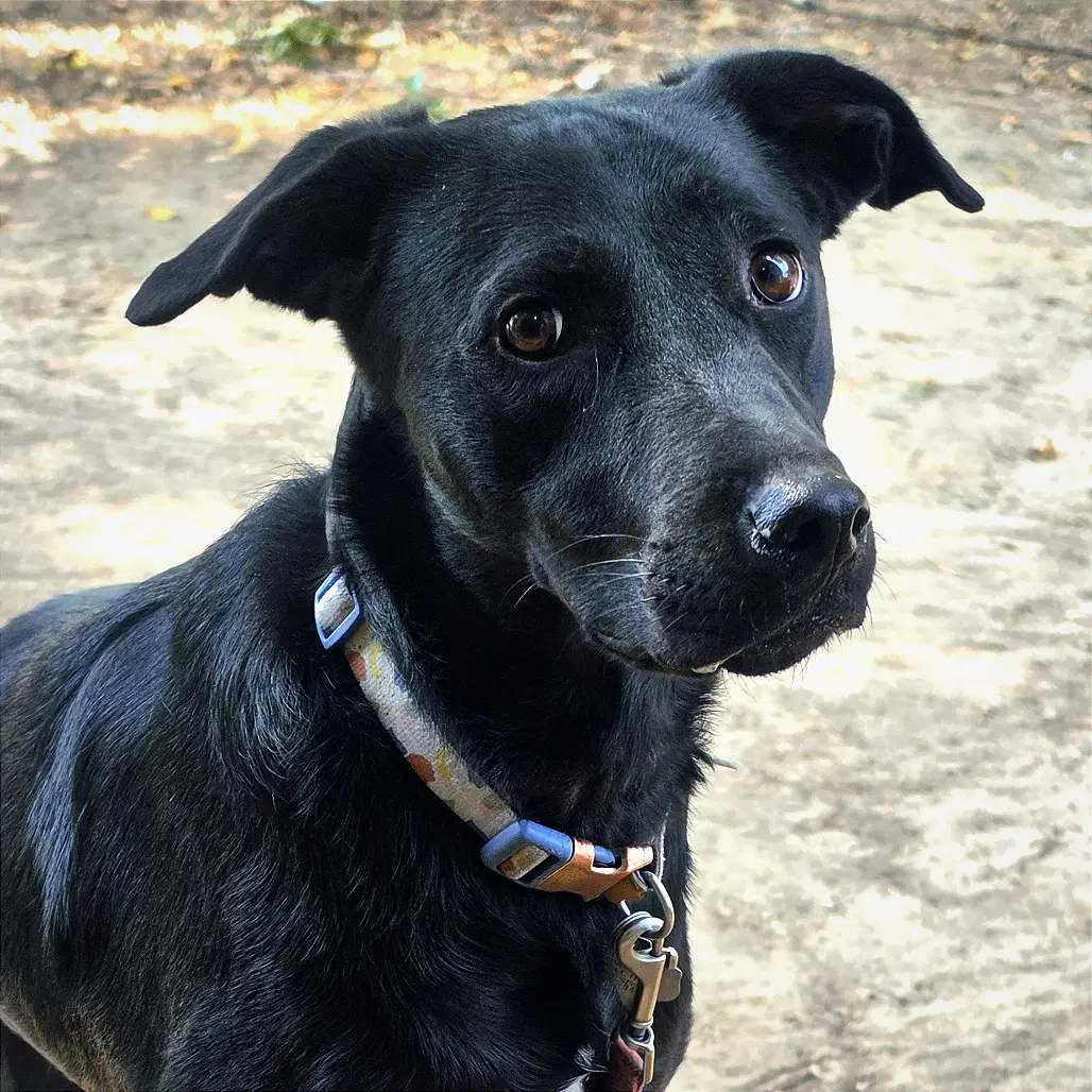 Dolly - Australian Cattle Dog/Blue Heeler