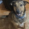 Buster - Photo 3