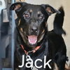 Jackson - Photo 2