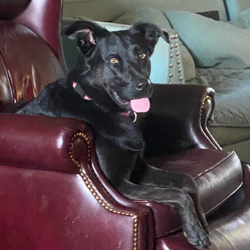 NOVA CORA - Black Labrador Retriever available for adoption