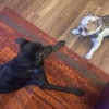 Cora - Photo 4