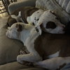 Pley - Photo 4