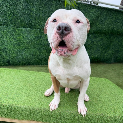 SNOWBALL - Pit Bull Terrier available for adoption