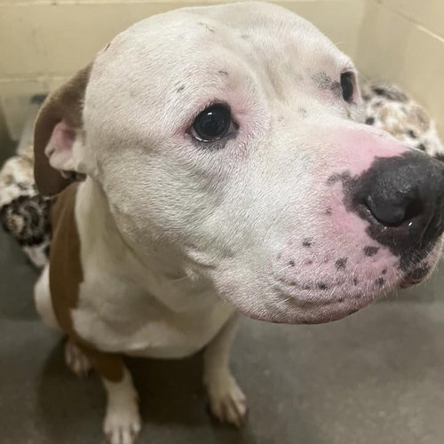 SNOWBALL - Pit Bull Terrier available for adoption