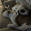 Snowball - Photo 4