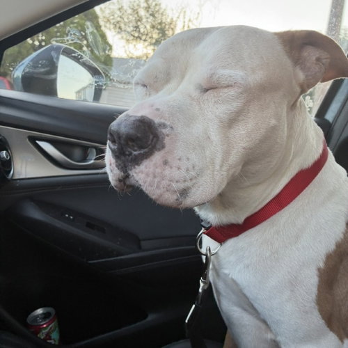 SNOWBALL - Pit Bull Terrier available for adoption