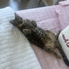Georgie - Photo 1
