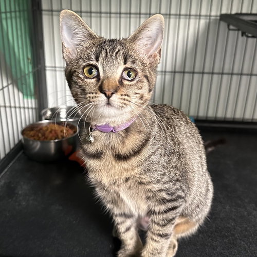 GEORGIE - Domestic Short Hair available for adoption