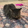Georgie - Photo 4