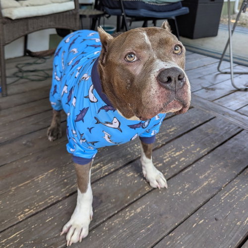 FREYJA - Pit Bull Terrier available for adoption