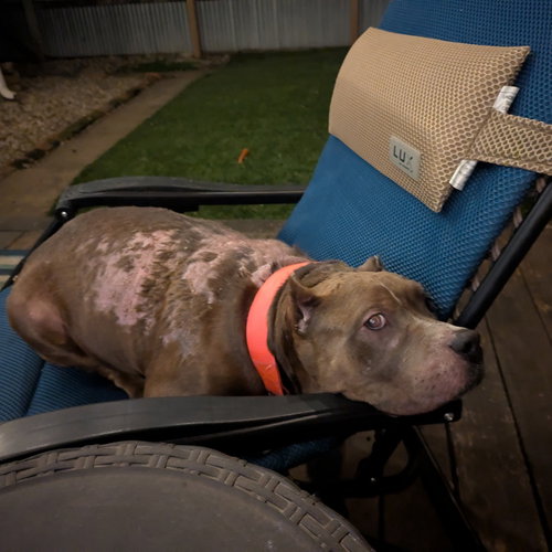 FREYJA - Pit Bull Terrier available for adoption