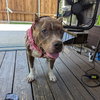 Freyja - Photo 4