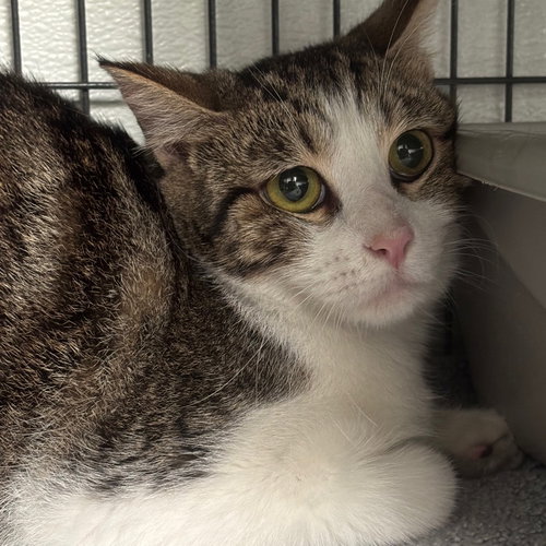 ESTER - Domestic Short Hair available for adoption