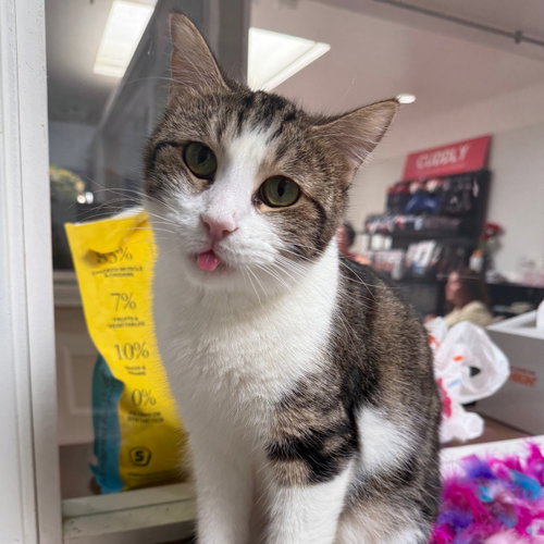 ESTER - Domestic Short Hair for adoption in McKinney