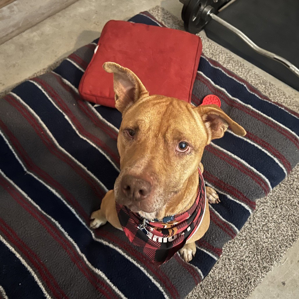 Rocco Image