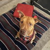 Rocco - Photo 1