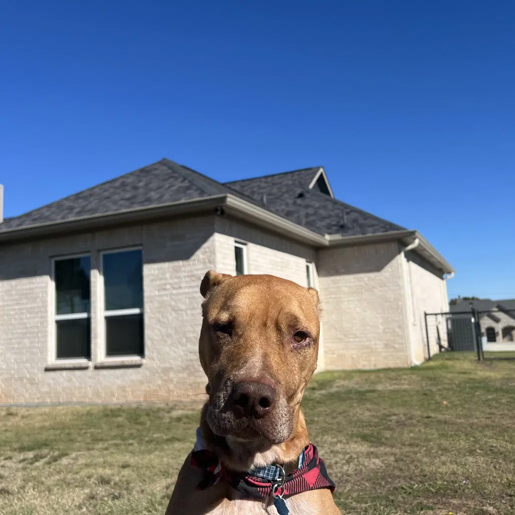 Rocco - Pit Bull Terrier
