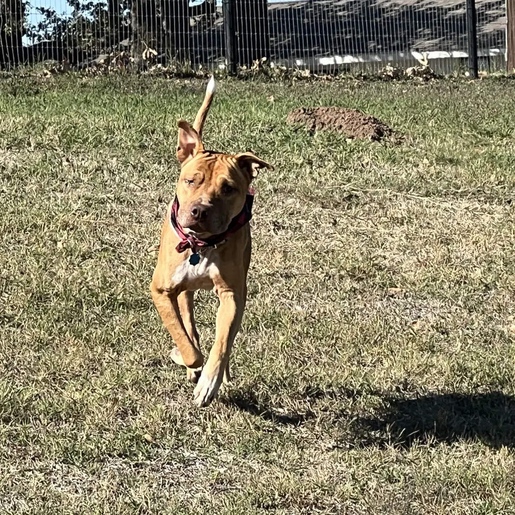 Rocco image 2