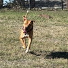 Rocco - Photo 2