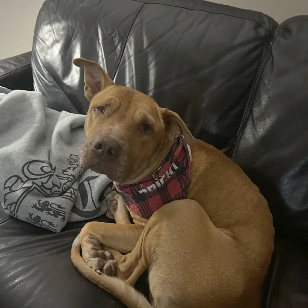 Rocco image 3