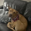 Rocco - Photo 3
