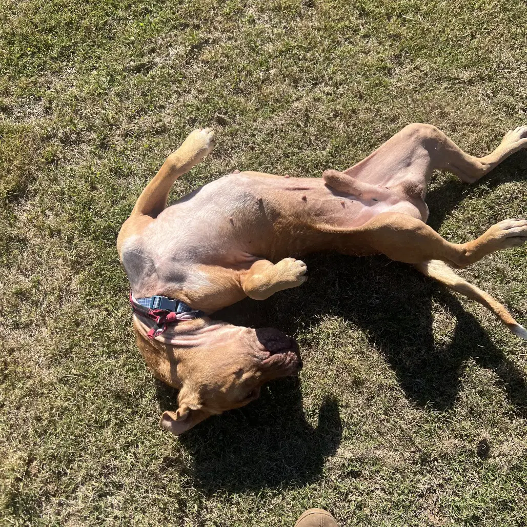 Rocco image 4
