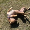 Rocco - Photo 4