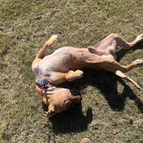 Rocco photo 4