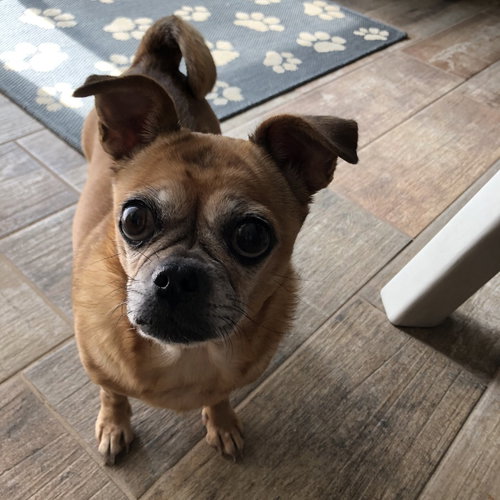 HOPPY - Chihuahua available for adoption