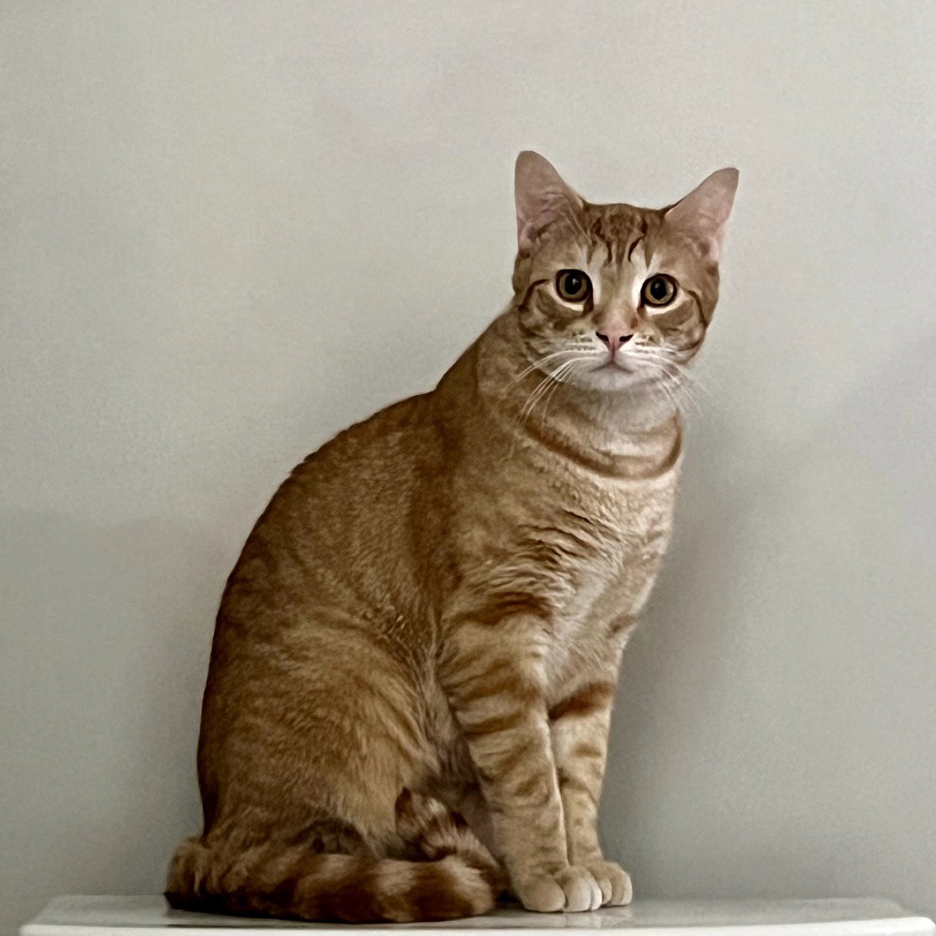 Xander Image