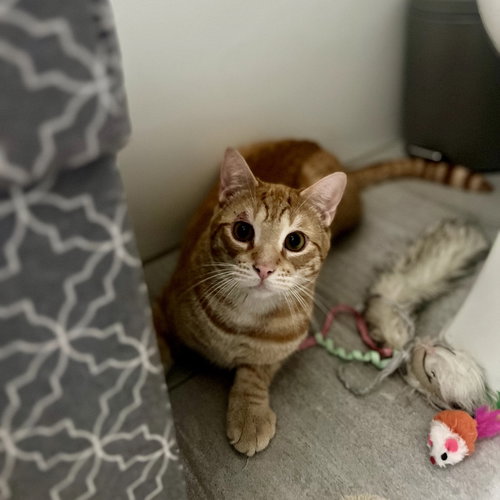 XANDER - Domestic Short Hair available for adoption