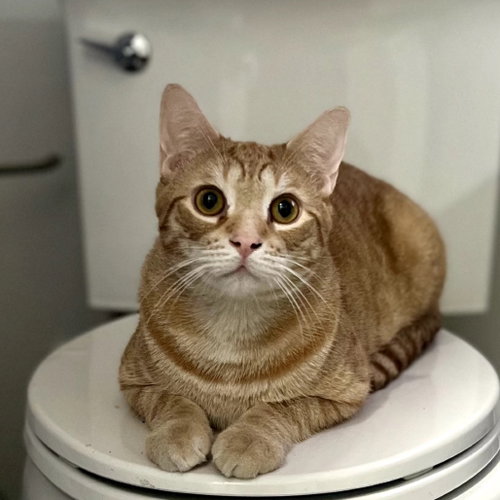 XANDER - Domestic Short Hair available for adoption